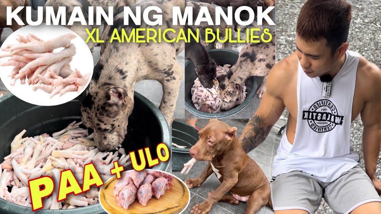 FIRST TIME TO FEED RAW CHICKEN FEET & HEAD TO MY XL AMERICAN BULLY PUPPIES • UBOS!!! Sam Walastik