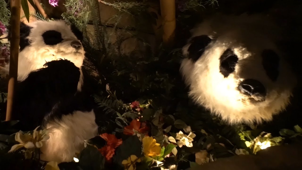 Rainforest Cafe Restaurant San Antonio Riverwalk