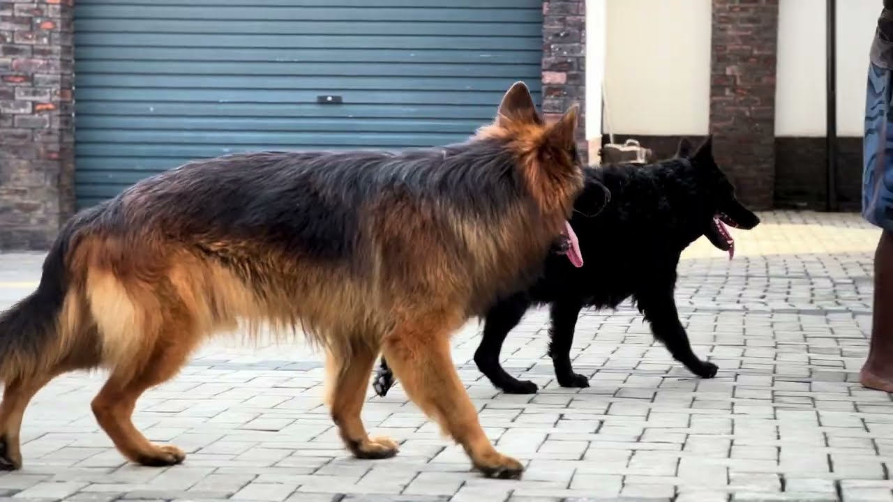 Male vs Female German Shepherd – Which Should You Choose?