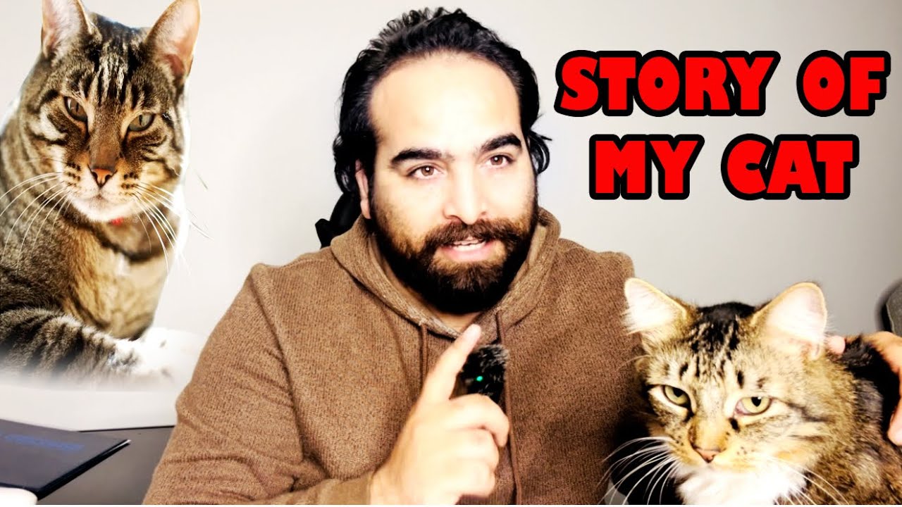 История моего кота