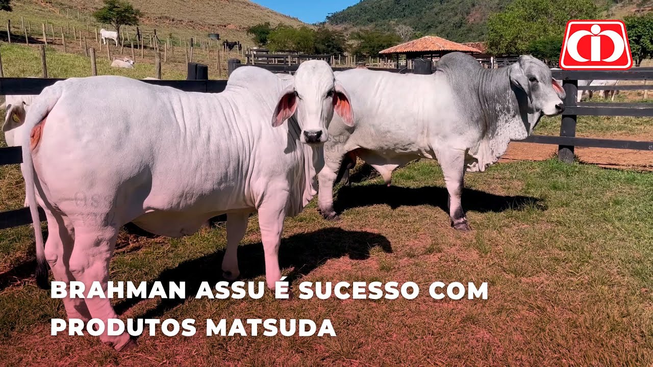 Animais da raça Brahman tem sucesso com pastagem e mineralização Matsuda