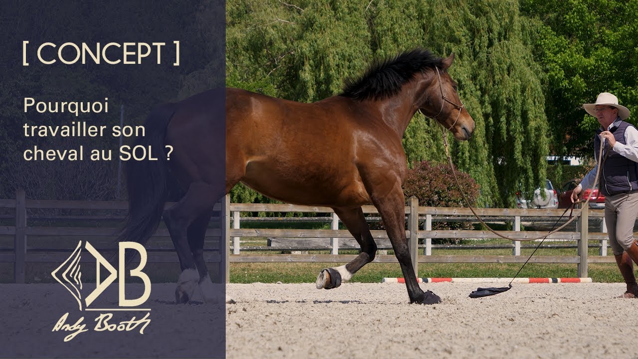 [ CONCEPT ] Pourquoi travailler son cheval au sol ?
