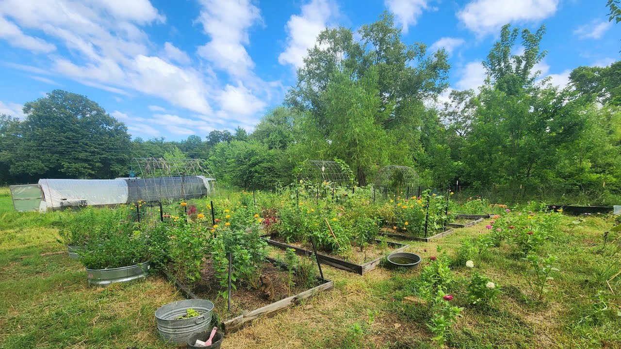 The Summer 2024 Garden