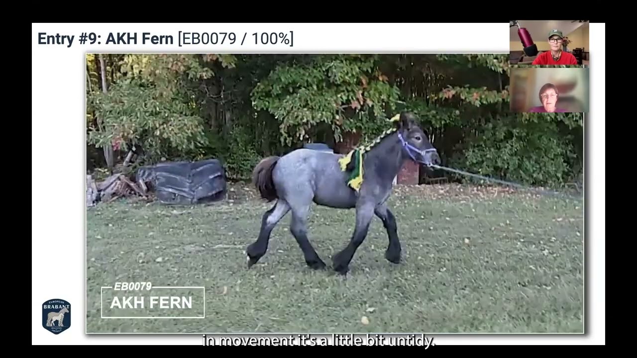 2025 EBRA Virtual Horse Show Halter and Showmanship Classes