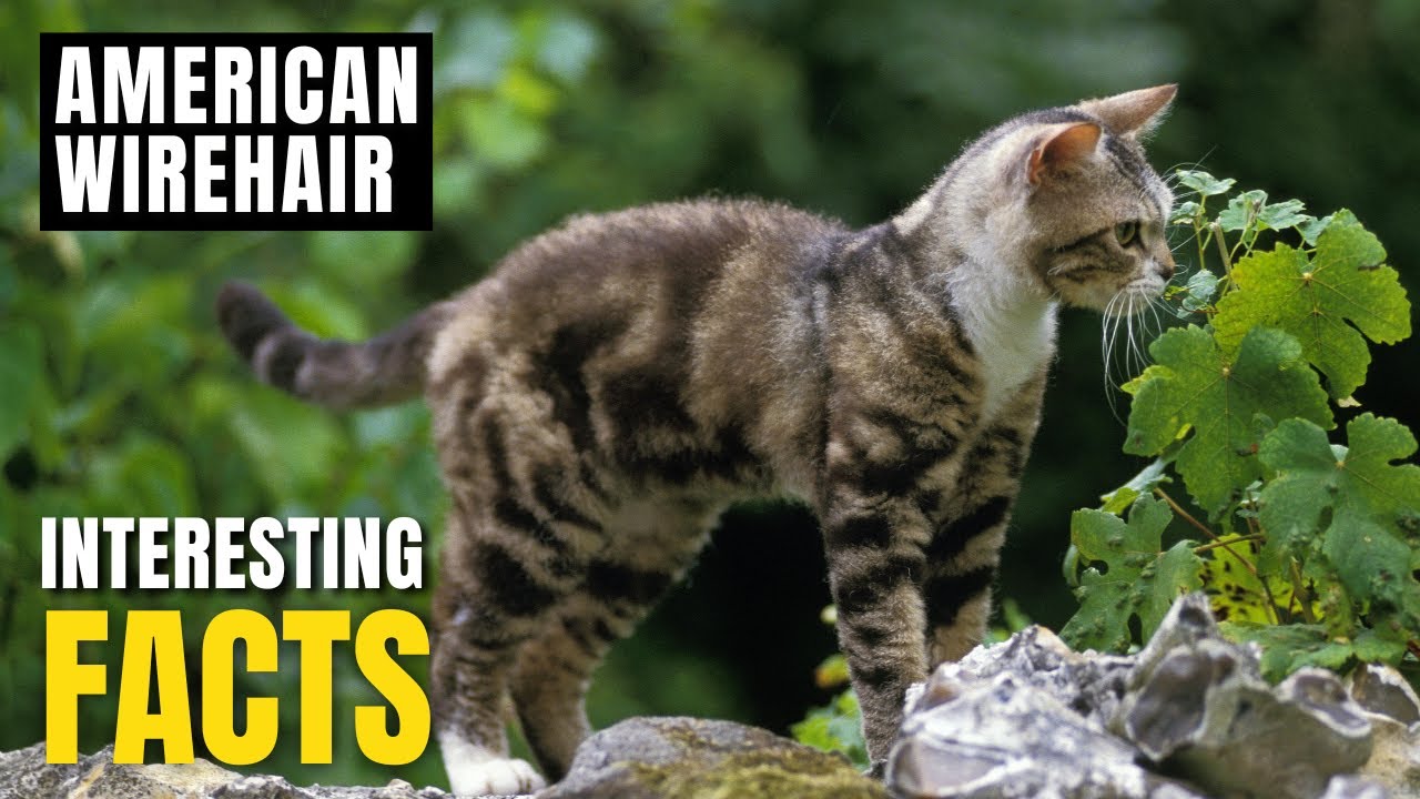 Amazing facts of American Wirehair | Interesting Facts | The Beast World