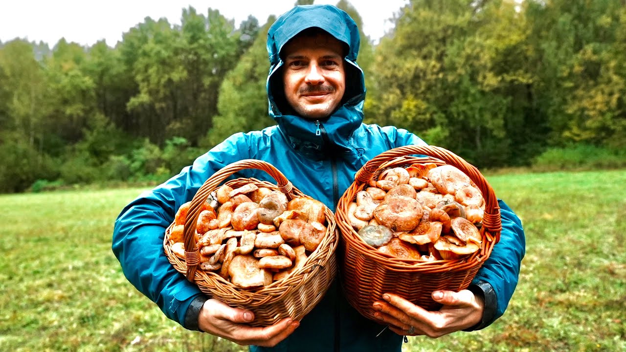 KOSZE PEŁNE RYDZÓW w deszczowy jesienny dzień