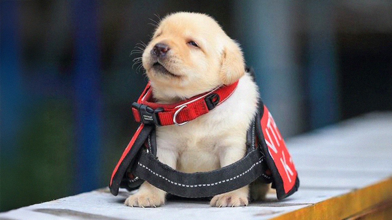 Cute PUPPIES Turn Into Little Comedians 🤣 New FUNNY PUPPIES 2025