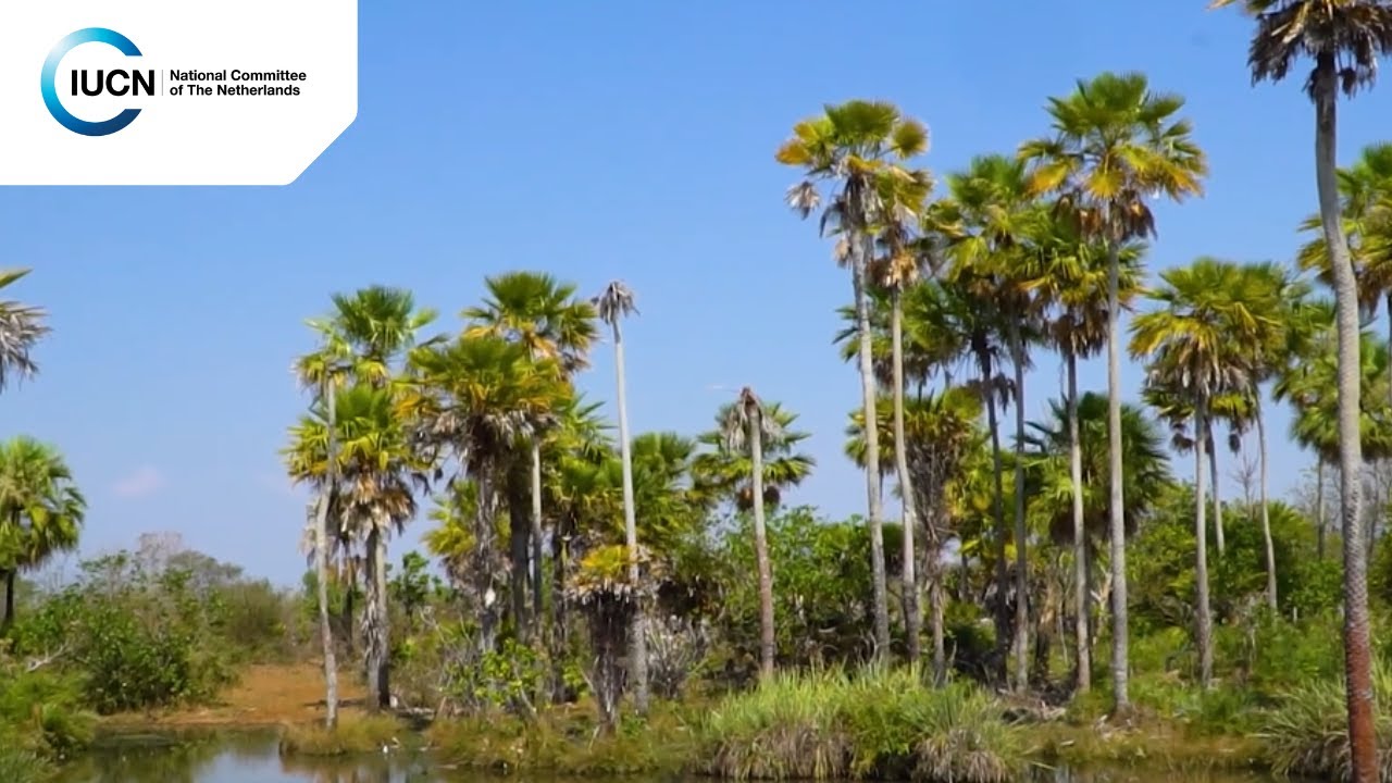 Cross-border Protected Areas in the Pantanal-Chaco region
