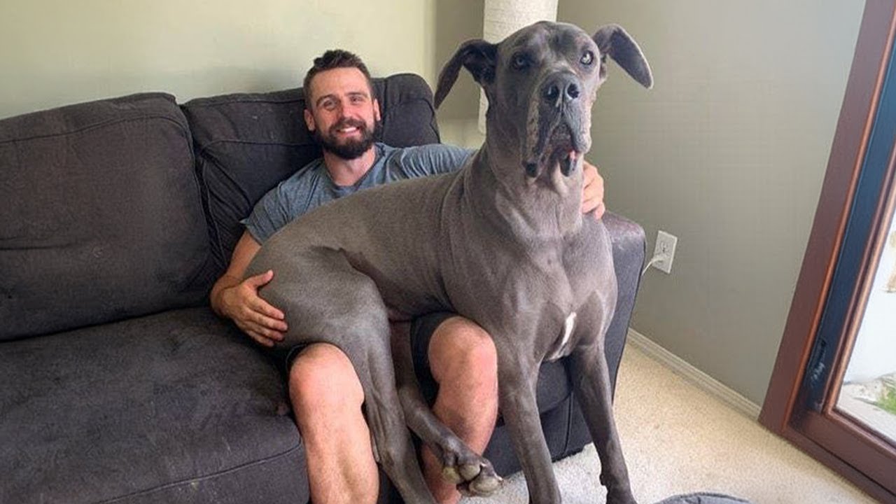 When a Dog in the house 