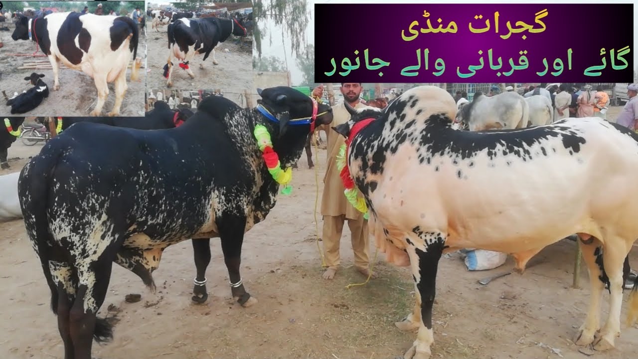 Gujrat Saturday 10.04.2025 wali Mandi k taza rates | Qurbani 2025 k janwar, Bull for sale,rates Cows