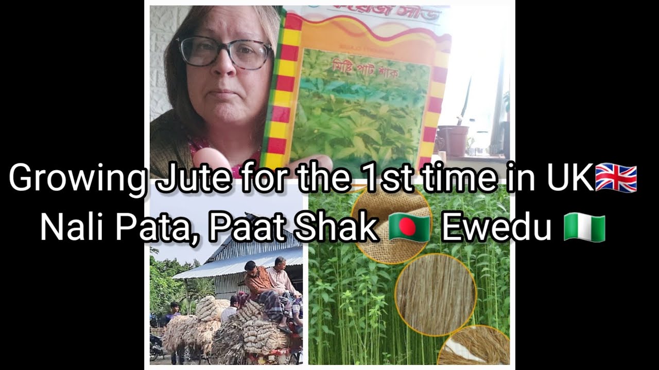 Growing Jute for the 1st time in UK 🇬🇧 Nali pata-Paat shak 🇧🇩, Ewedu 🇳🇬