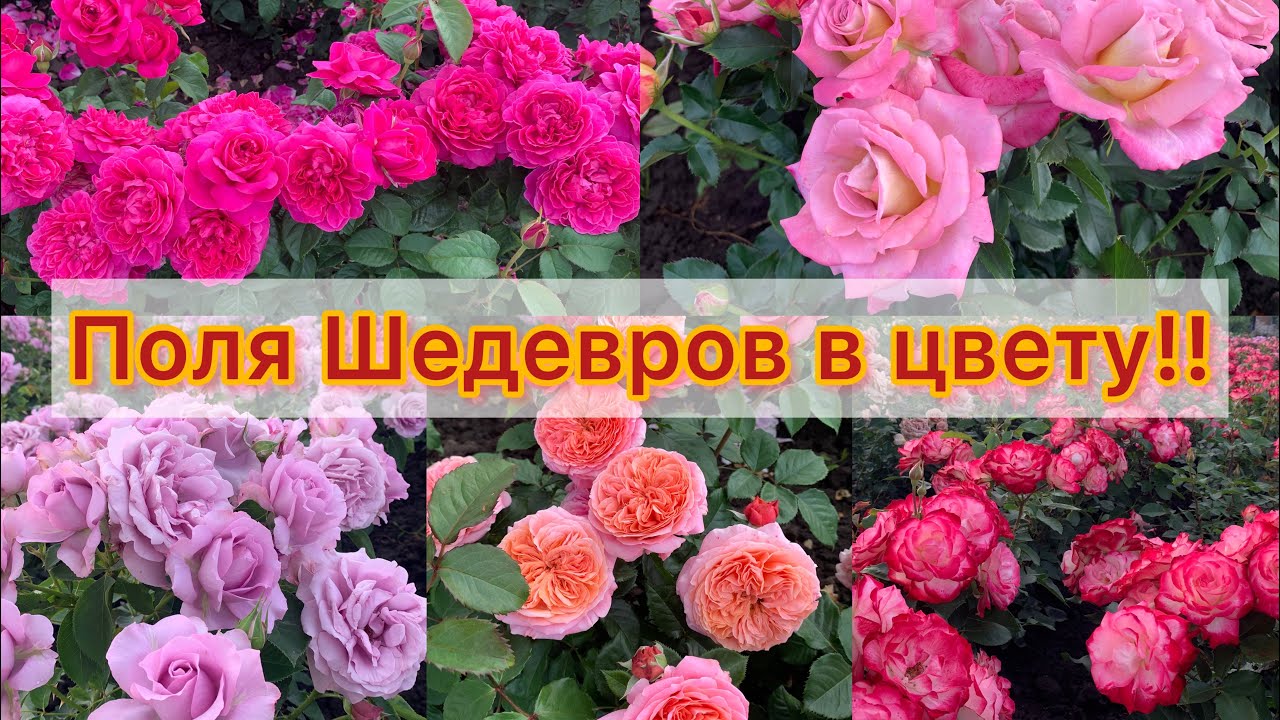 РОЗЫ 2023 Лучшее!!!