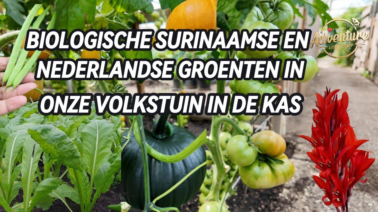 SURINAAMSE EN NEDERLANDSE GROETEN IN ONZE VOLKSTUIN IN DE KAS | BIOLOGISCHE