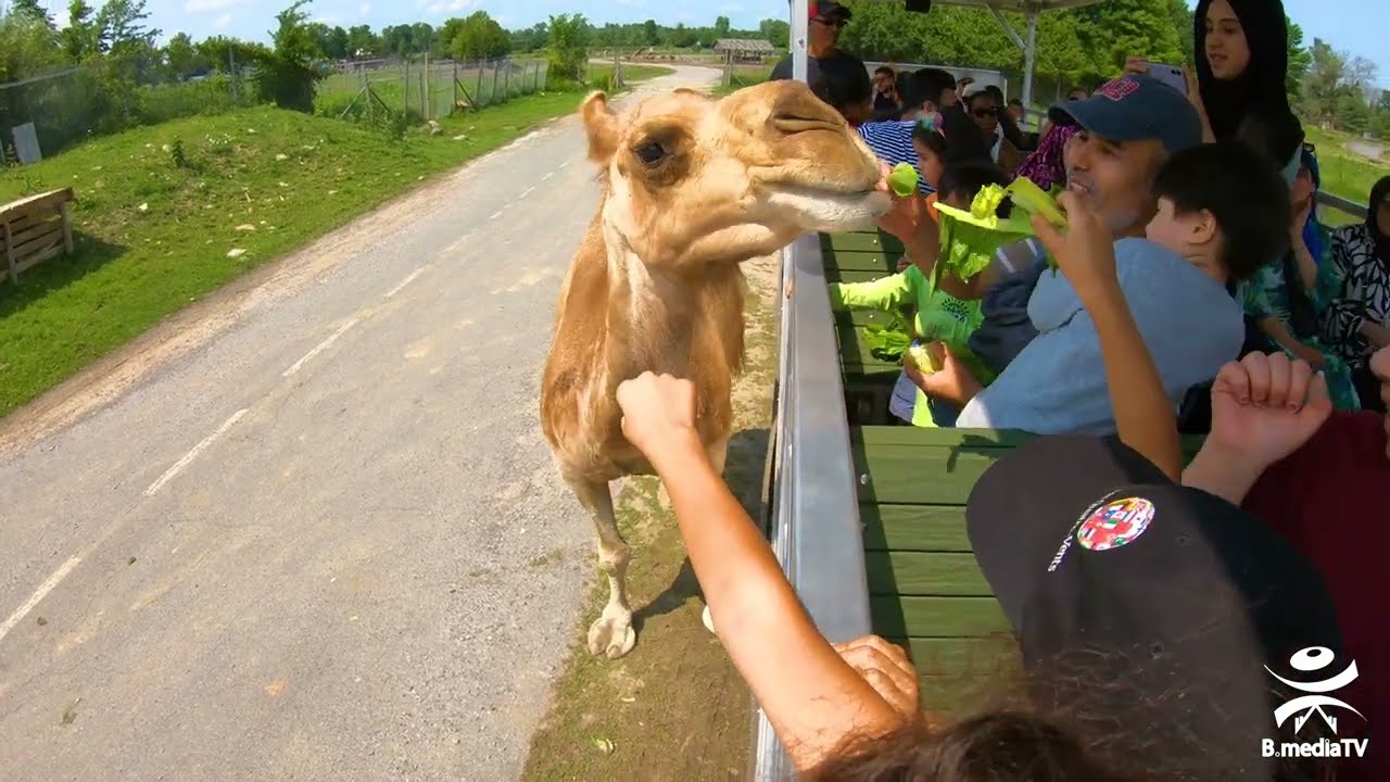Une visite au Parc Safari Canada - 4K