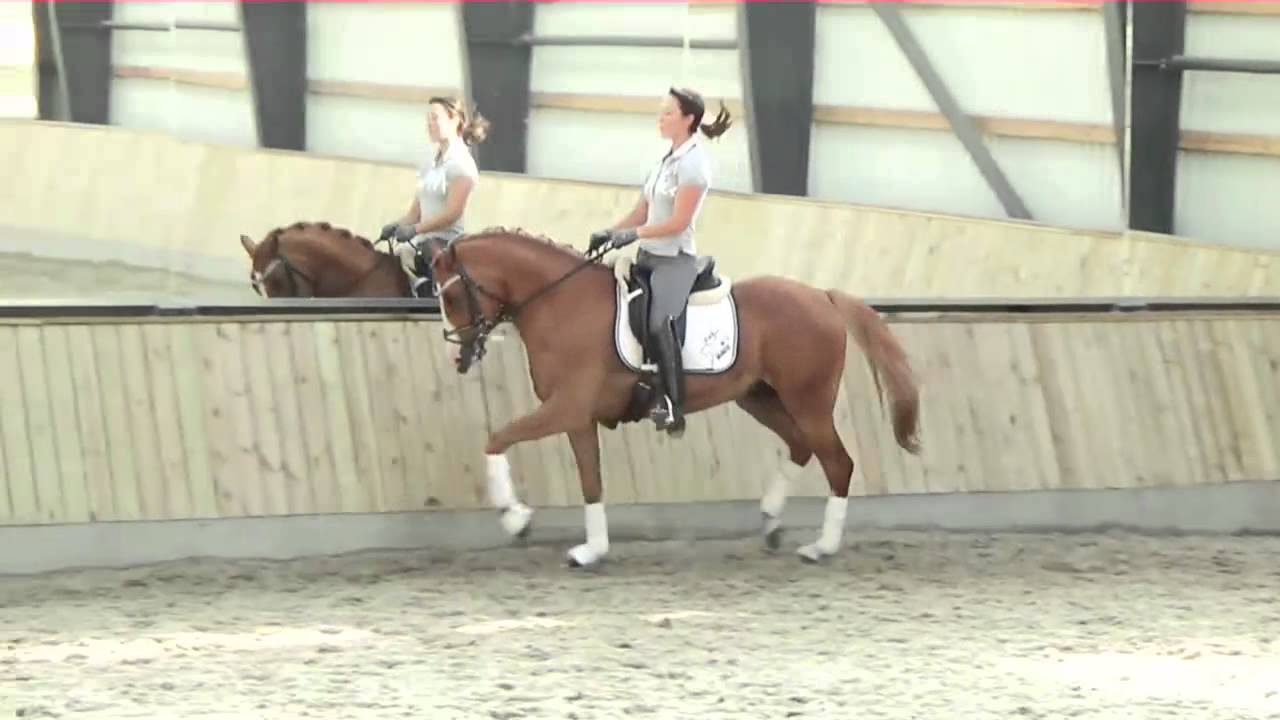 Fantastic FEI Pony for sale.