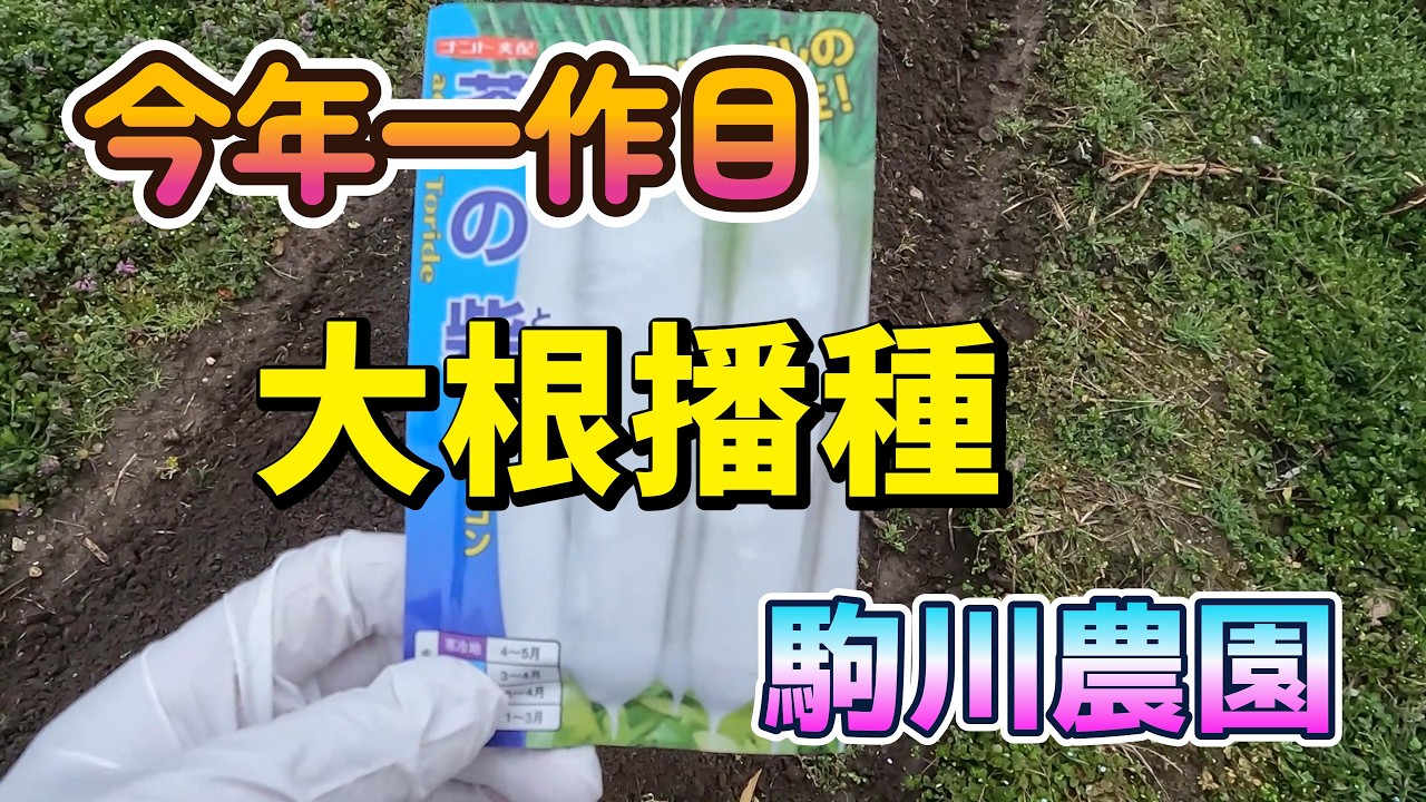 大根播種　駒川農園　26.3.2
