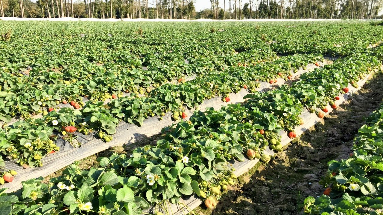Our Strawberry model Farm Bhawalnagar