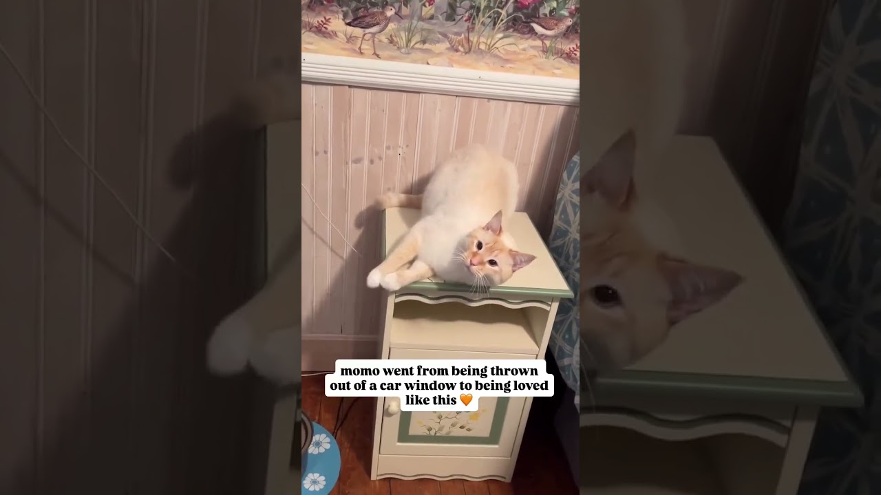 one man’s trash is another man’s whole world 🐱🧡 #cat #cats #kitten #kittens #kitty @momoandgoose