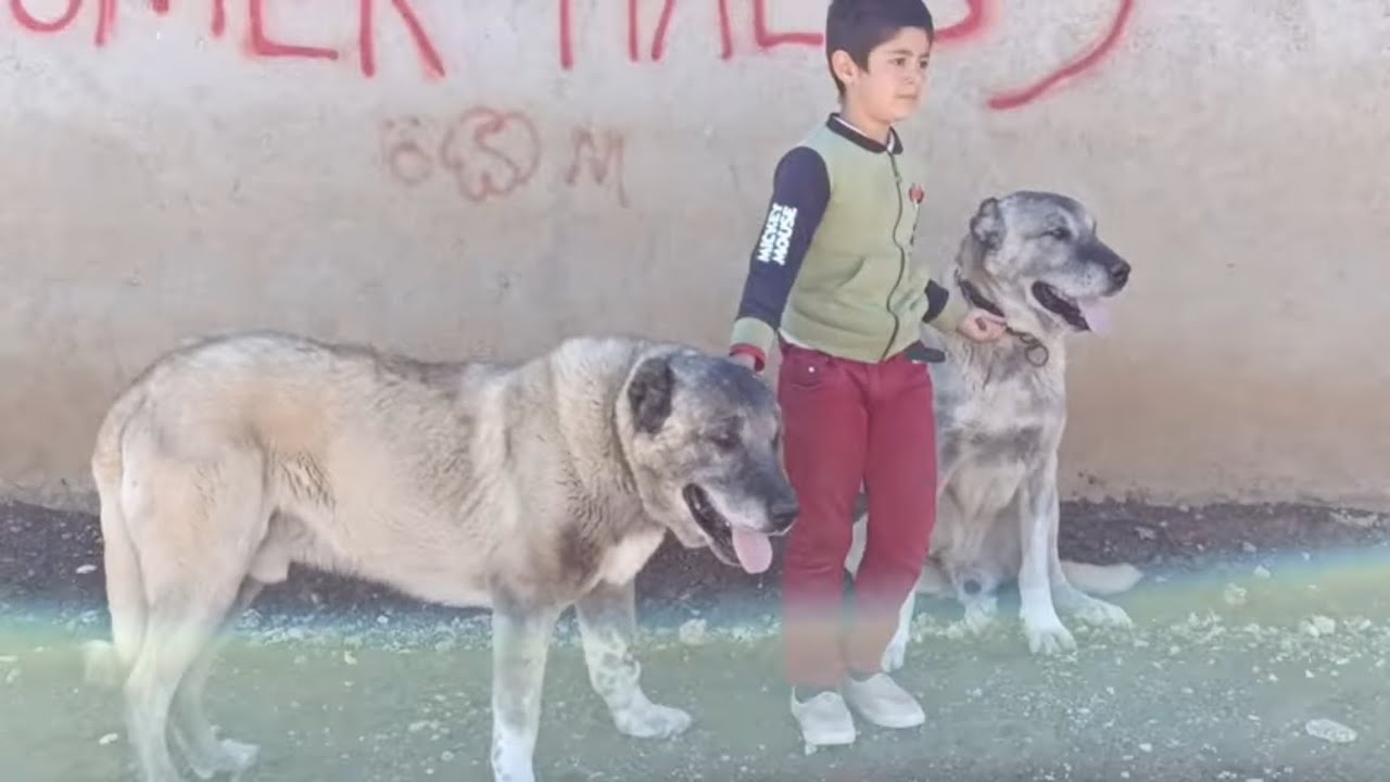 EMEKLİ  KANGALLAR KILIÇ VE PALAK ~ YAYLAYA ÇADIR KURULUMU
