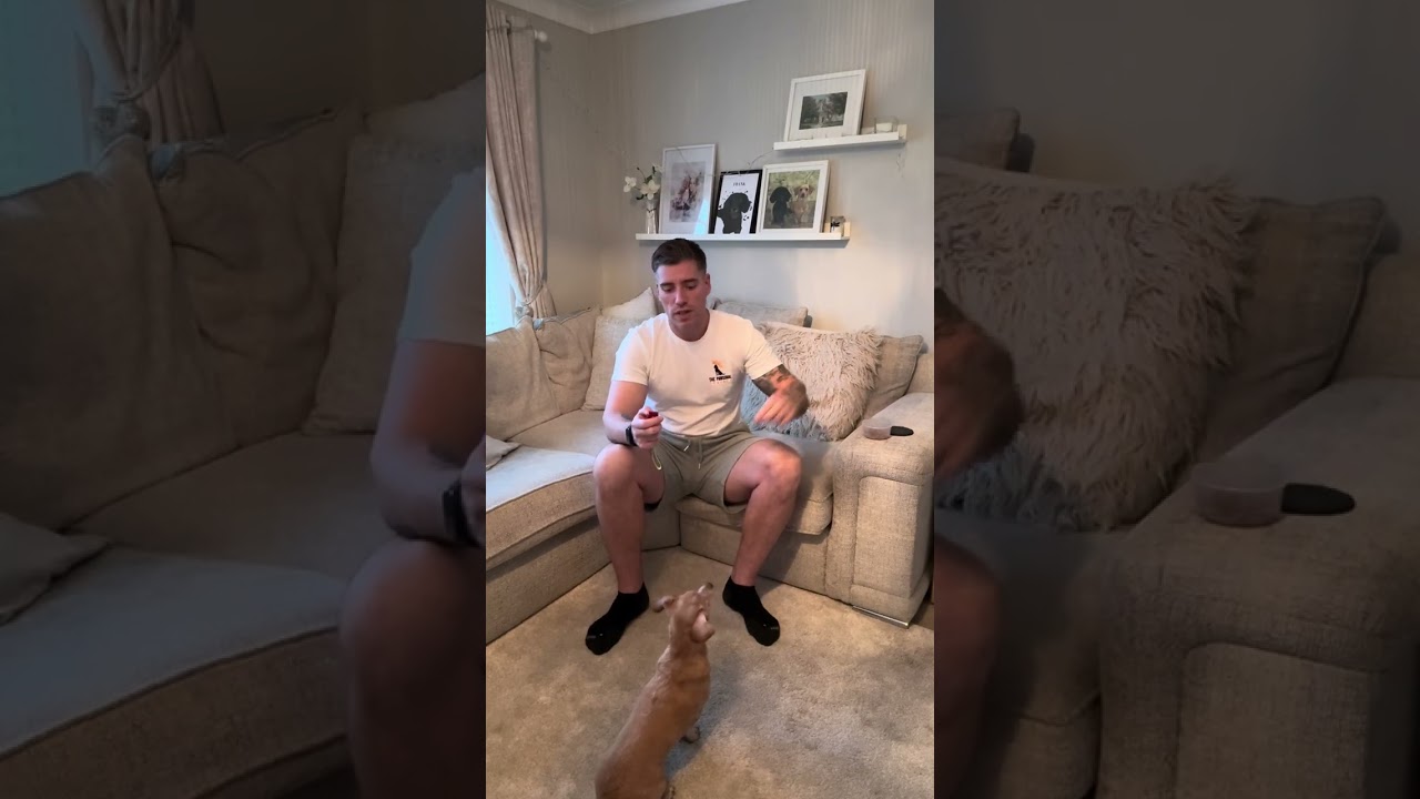 How to teach your dog a marker word/clicker