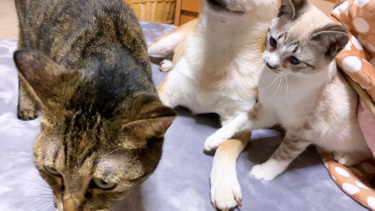 その瞬間がついに訪れました！柴犬の目の前でお姉ちゃん猫に飛びかかる子猫♥