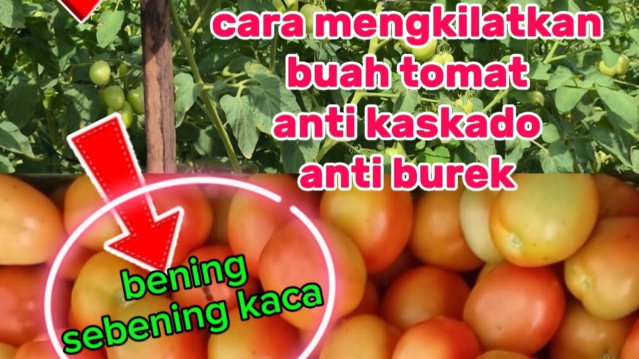 Cara mengkilatkan buah tomat sebening kaca