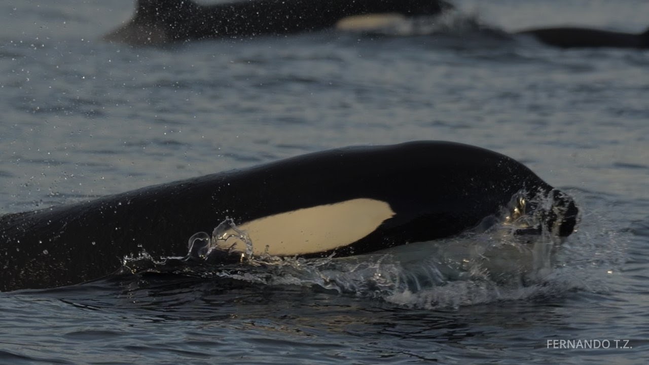 Where Giants Rise: A Cinematic Orca Journey in Norway