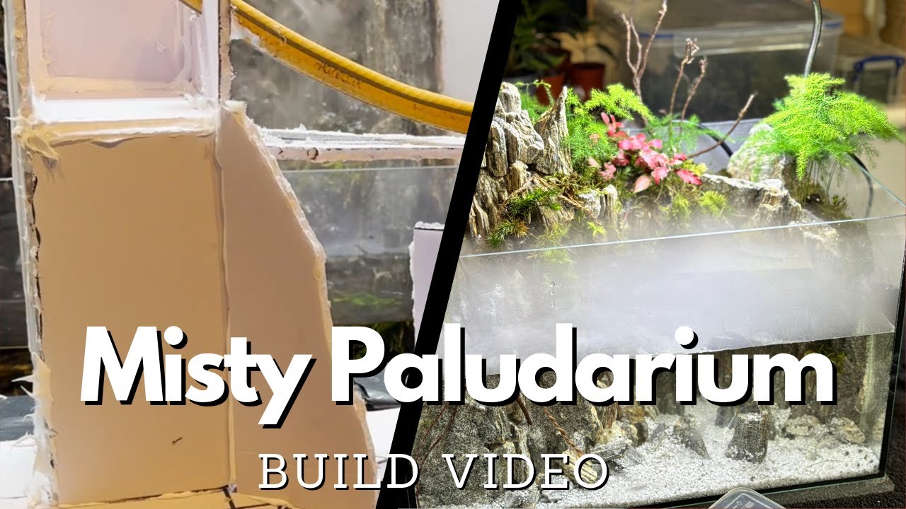 Misty Waterfall Paludarium Build Video