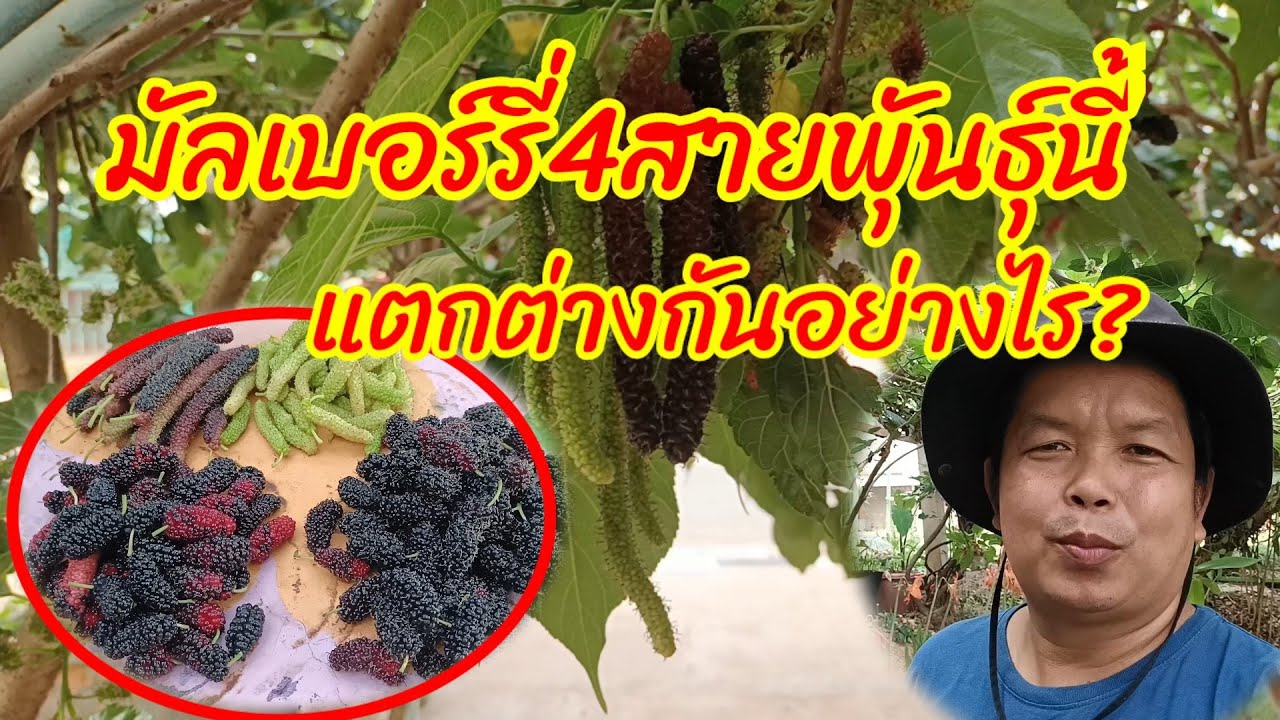 #มัลเบอร์รี่4สายพันธุ์นี้ แตกต่างกันอย่างไร? ดำออสตุรกี ไต้หวัน หิมาลายันขาว เชียงใหม่