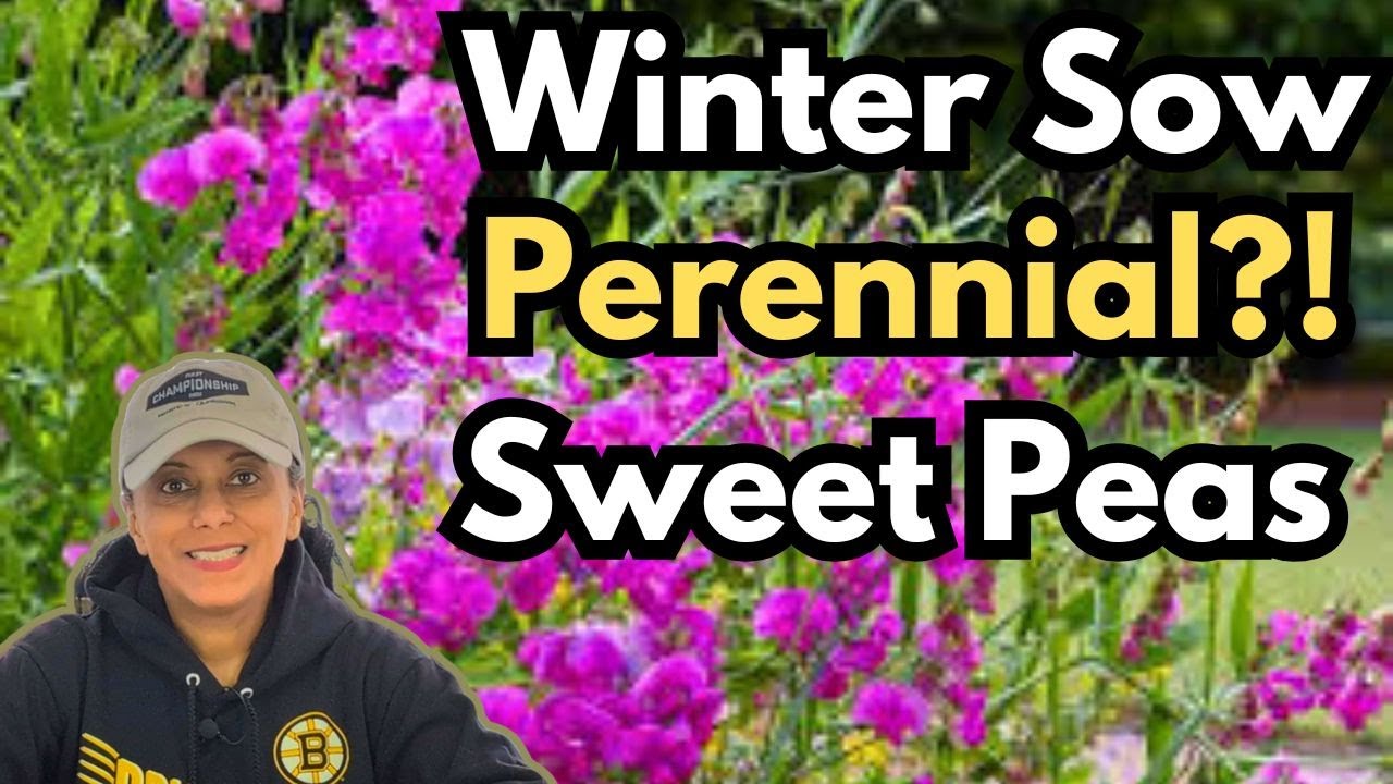 How To Winter Sow Sweet Pea Seeds