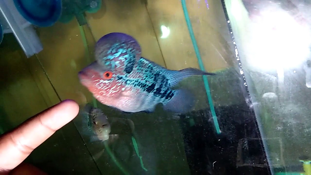 Flowerhorn  fish magma