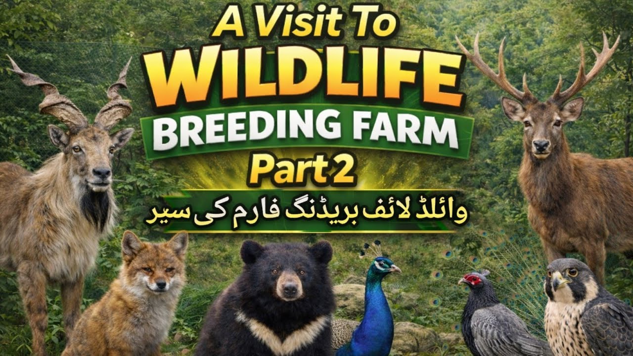A Visit To The Wildlife Breeding Farm Part 2 | Wildlife Breeding Farm Ki Sair Part 2