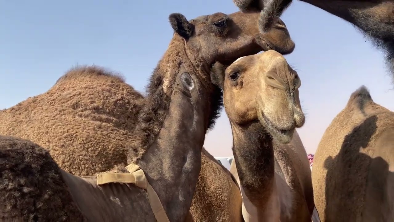 منقية دبوس مبارك الدبوس 