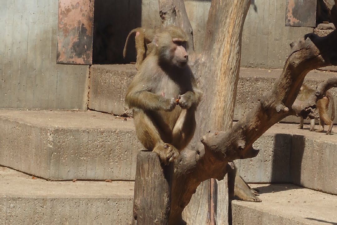Video mono gracioso, es muy inteligente