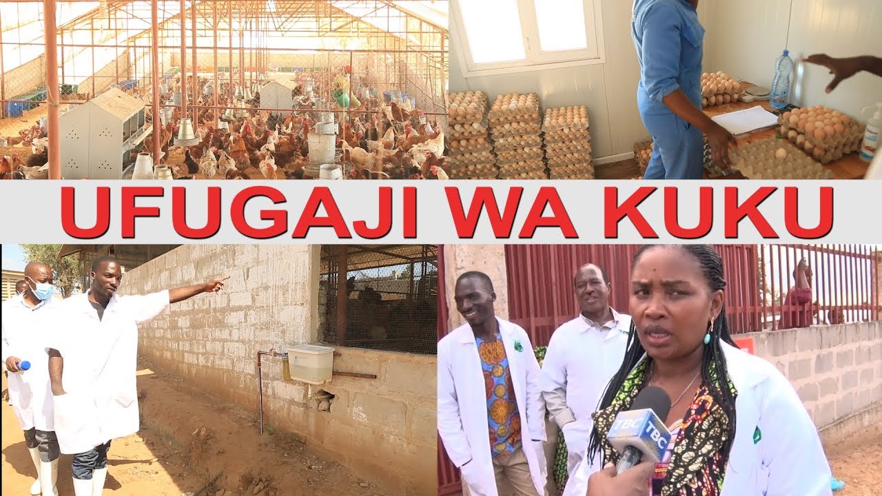 ELIMU BILA MALIPO - BIASHARA YA UFUGAJI WA KUKU