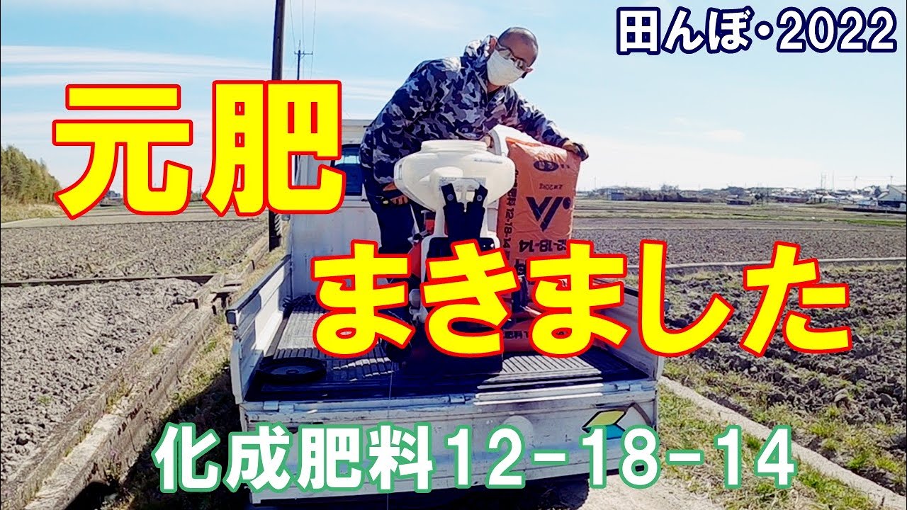 化成肥料を、二発散布、動散で元肥の散布（化成肥料12-18-14）田んぼ・2022 20220401　背負動力散布機 共立 ・やまびこ・DME401A