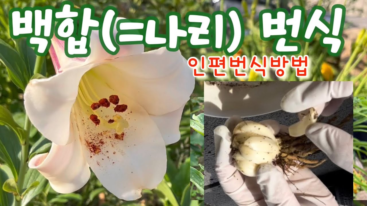 백합(=나리) 번식하는 방법