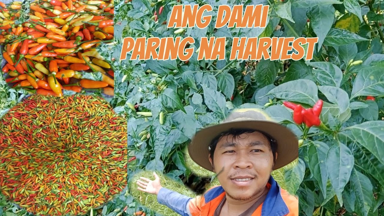 KAHIT matanda na may ibibigay paring pera