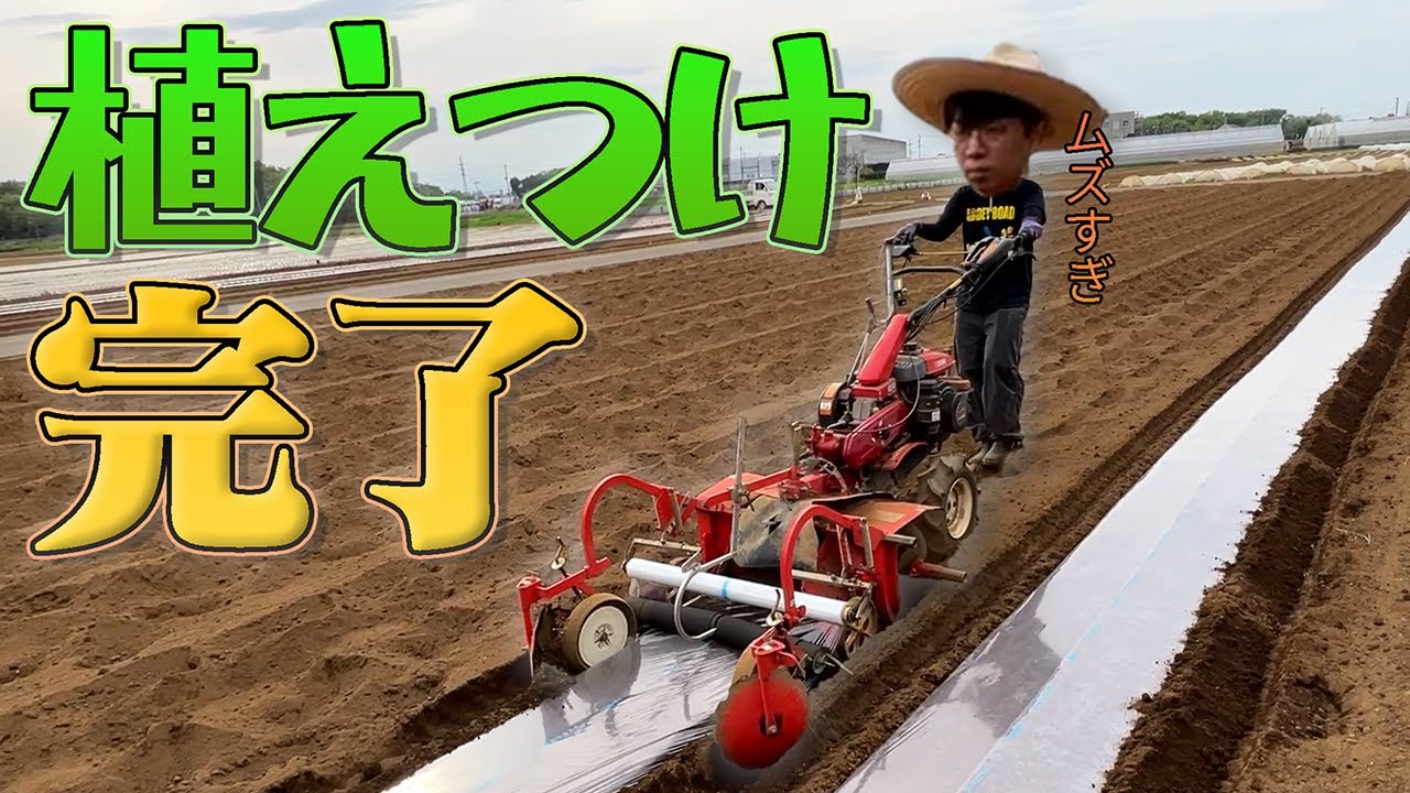 植え付け完了！里芋よ、よく育てよ【きリイモファーム】