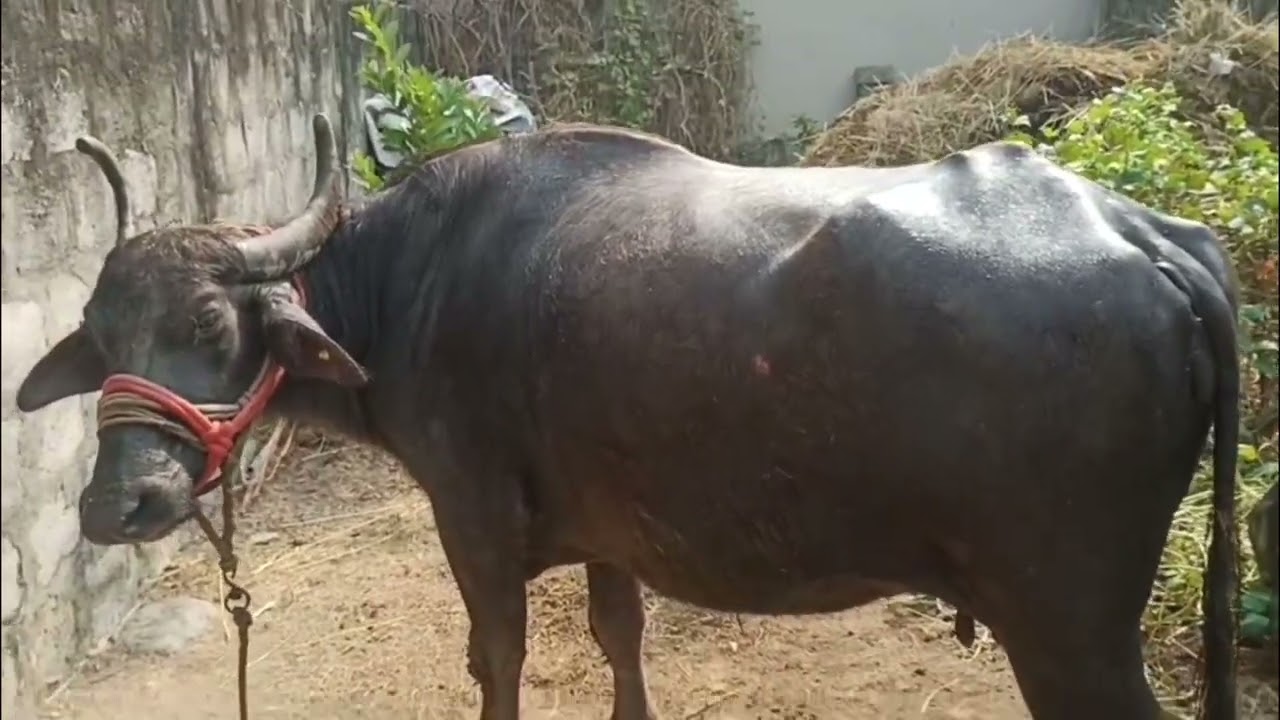 తరిపి గేదెలు అమ్మకానికి ఉన్నాయి,@Nelloredairychannel ,#dairyfarm,#petsandanimals