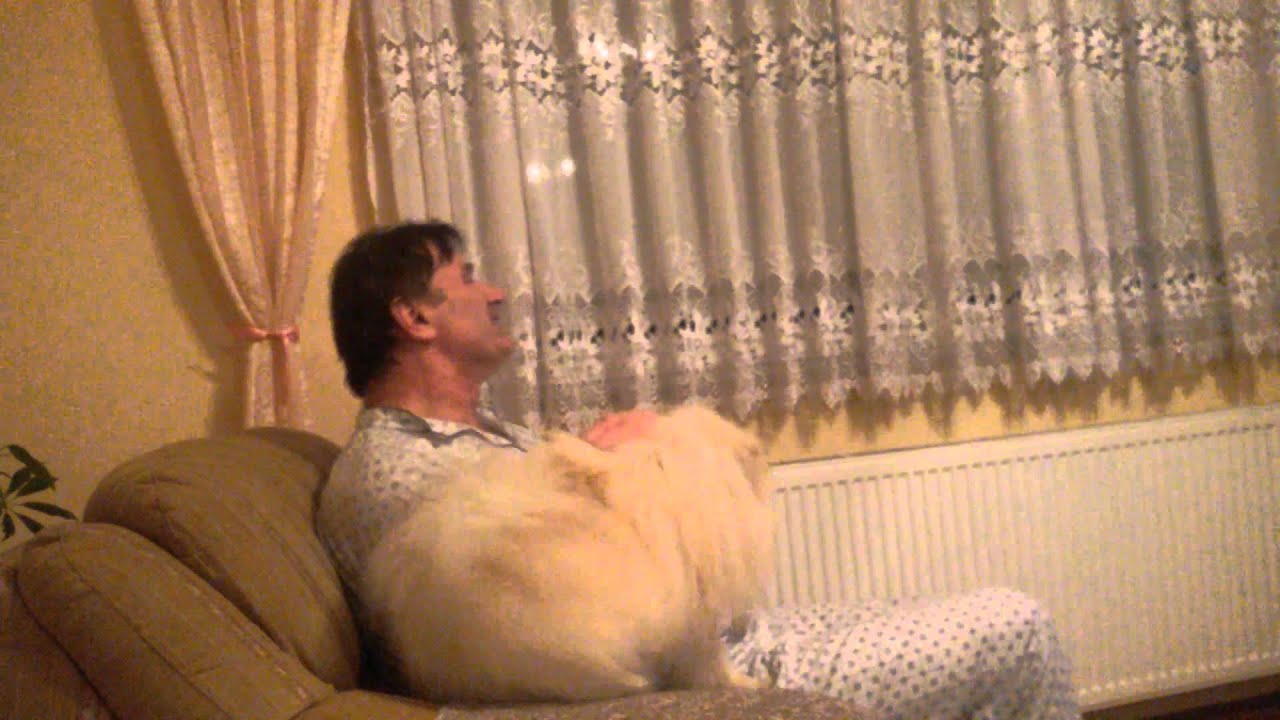 Pomeranian (Marley) protecting his owner