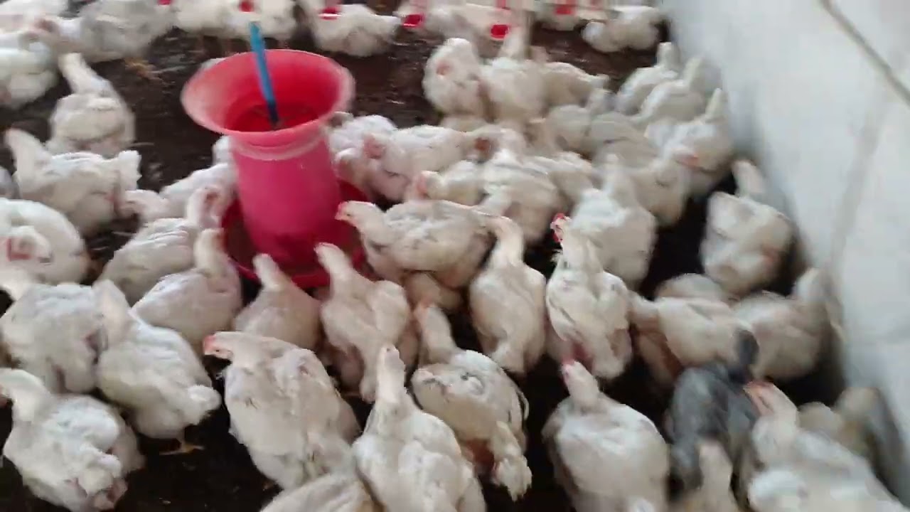 पहला poultry farm 38 दिन का 2 किलो 400 ग्राम वजन हो गया हा #farming #farmer #poultryfarming 