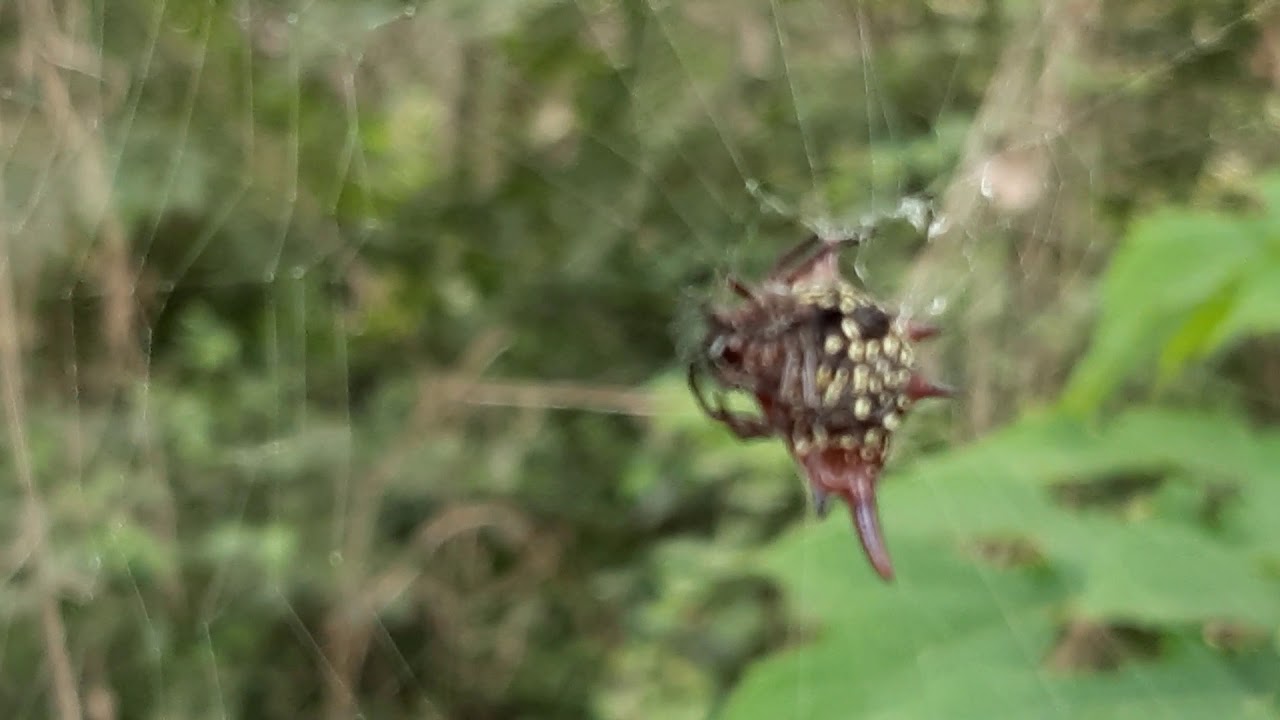 Kite spider....