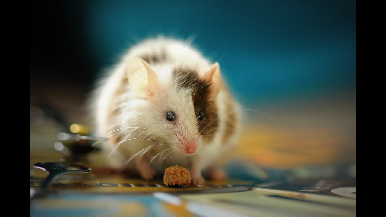 Bagpuss Mouse Song and Summer is Icumen In on Recorder