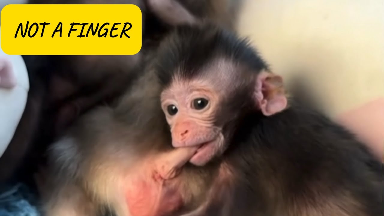 Baby Monkey Uses a Tail Like a Pacifier 🐒