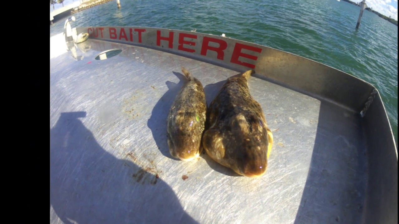 How to clean a PUFFERFISH