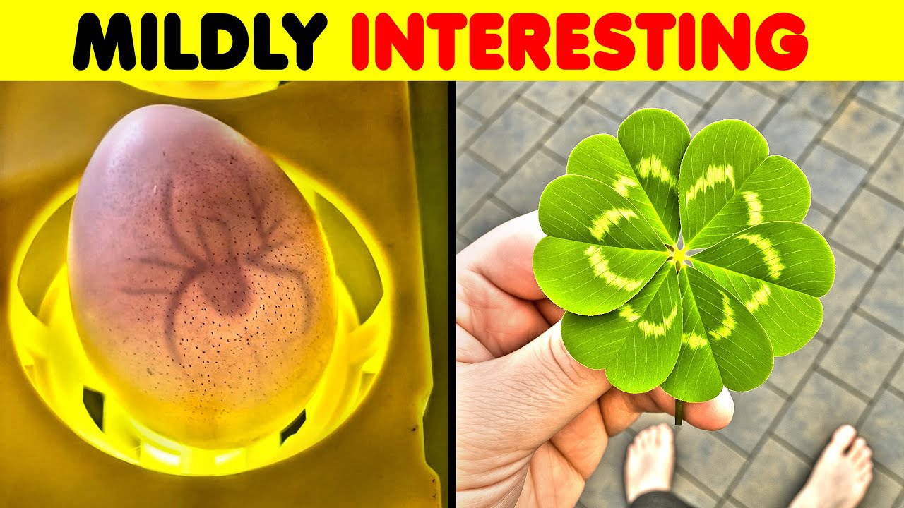 Mildly Interesting Photos That Prove The Internet Is Still Fun