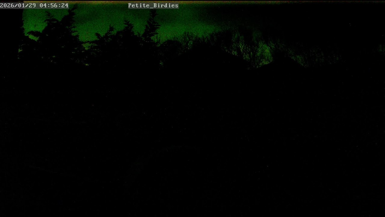 Live Stream Test Y18