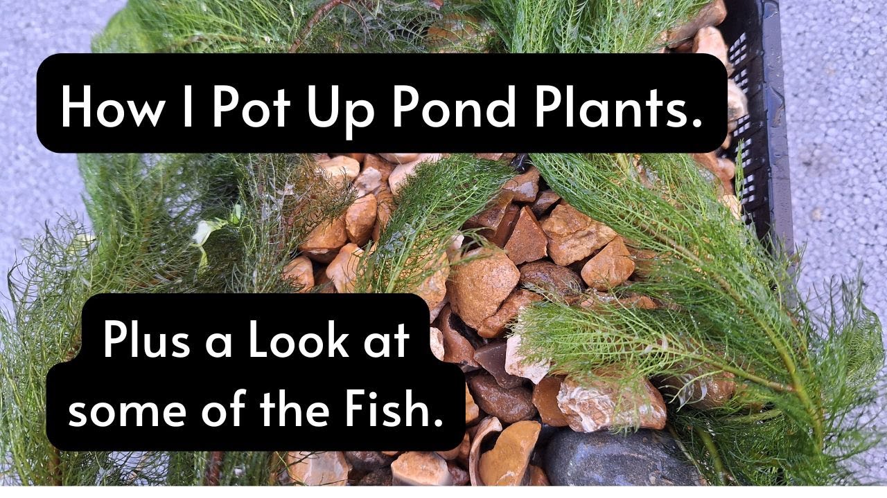 How I Pot Up Pond Plants