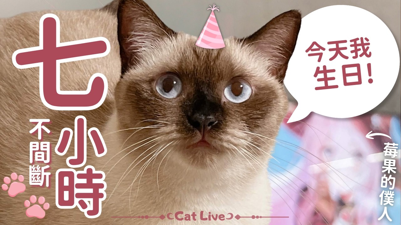 【壽星代班】莓果的乾爹們！快看！這就是你們養的頑皮貓！！#七小時不間斷貓貓直播 【巫菈妮亞💗Urania】